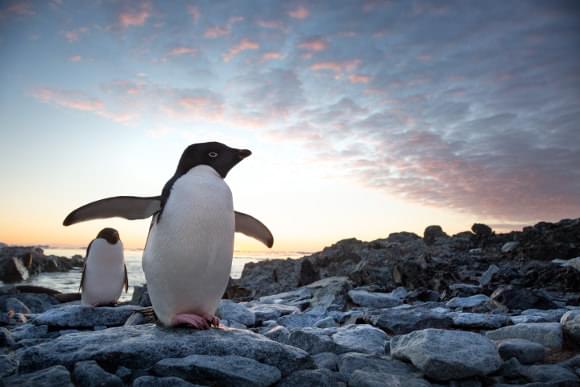 Penguins