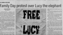 Lucy: The Stolen Lives of Elephants